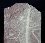 Desmiophyllum gothanii (FLORIN 1936) - Bild © FossNet FossilienStore